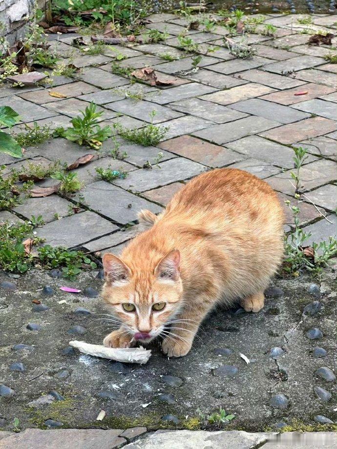 请全小区的流浪猫吃席 都不够分的吧[吃瓜][吃瓜][吃瓜][doge] ​​​