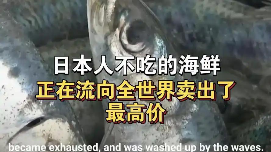 日本人不愿吃的海鲜，正源源不断销往全球各地，而且卖出了史上最高价格！不少日本本土