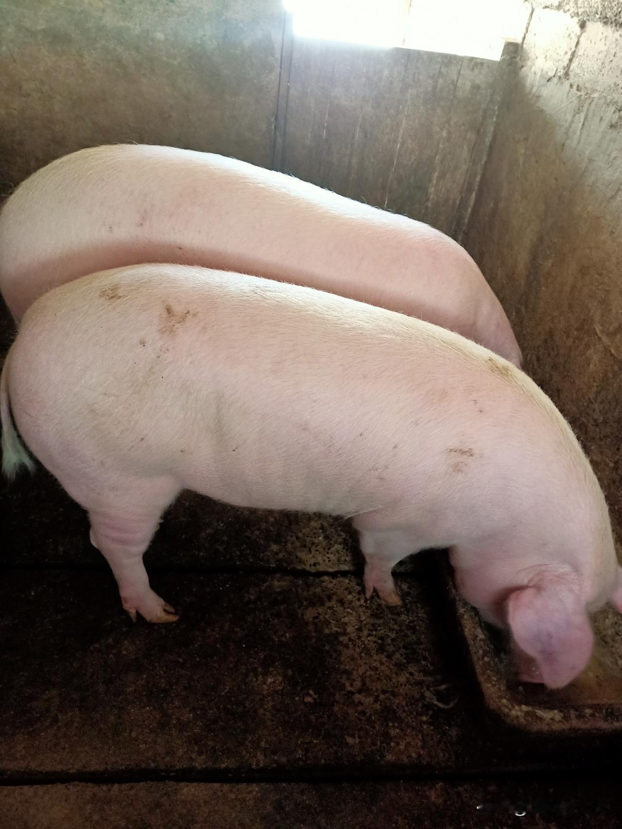 呆呆的刨汤宴为什么火，原因有三条，你们大家猜我说的对不对哈[捂脸][捂脸][捂脸