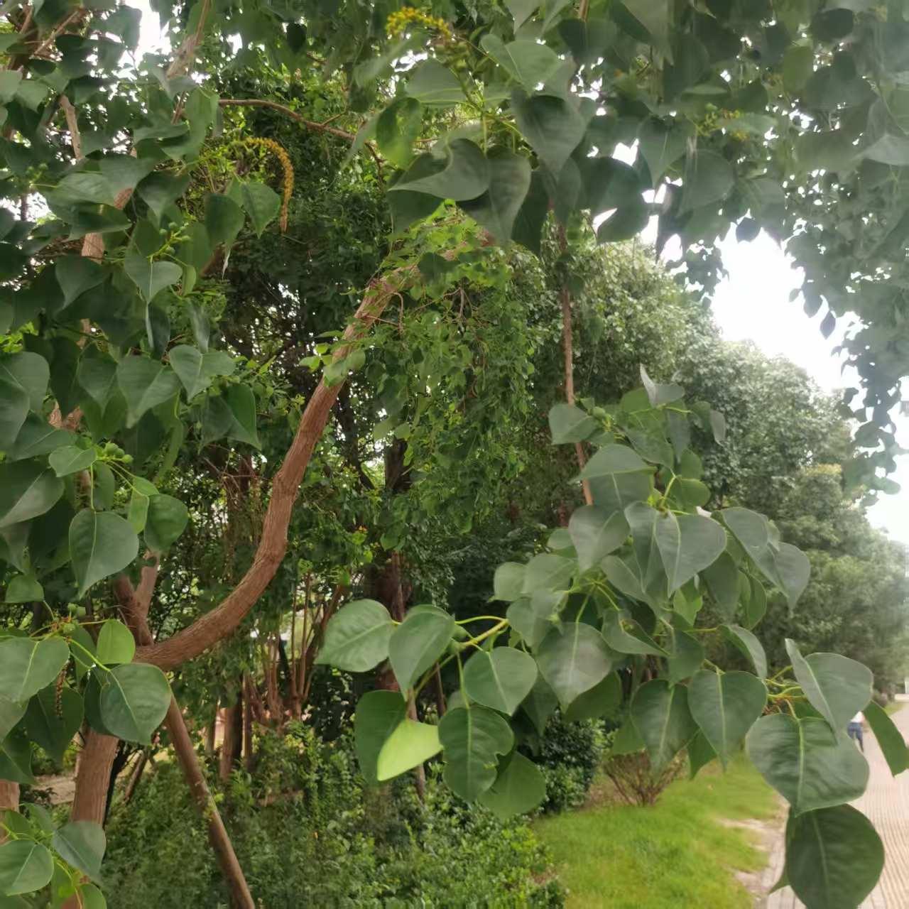 儿子的朋友圈屏蔽了我。

儿子昨天发了一条朋友圈，他三姑还点了赞。老公说。我打开