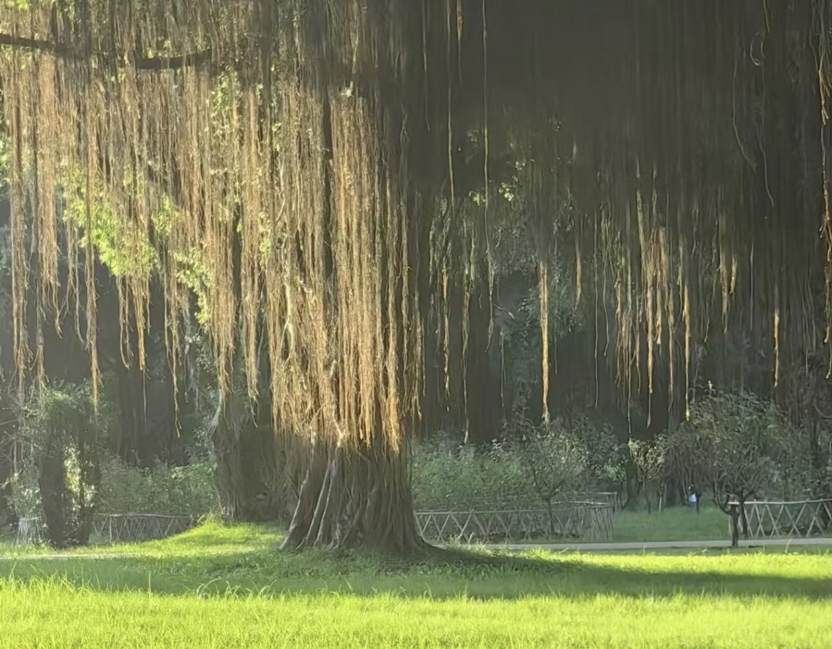 南宁南湖，嵌在邕城之心的碧玉。108公顷水域澄澈如镜，映着蓝天云影与城市天际线 