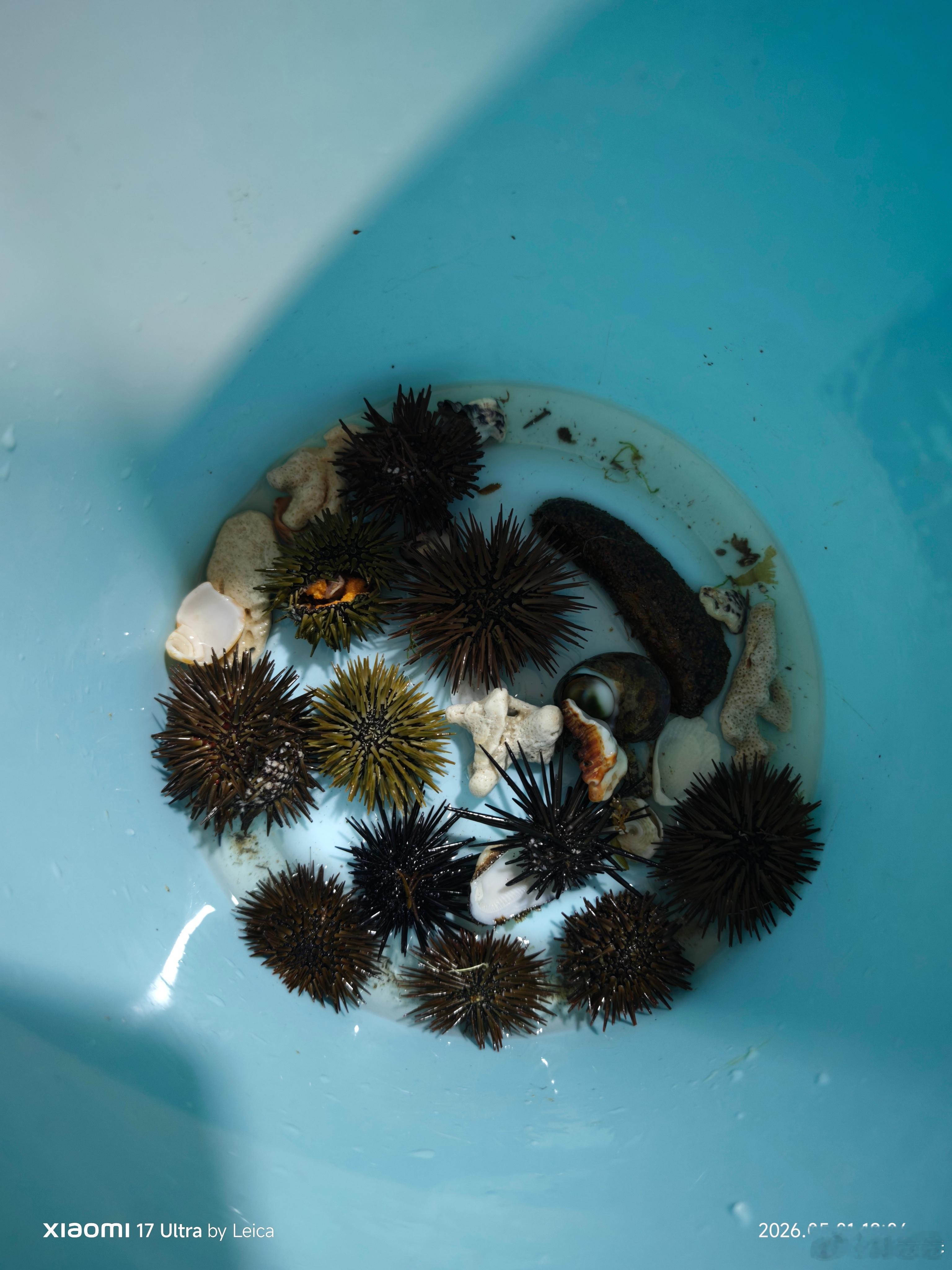 赶海成果，只能欺负一下这种跑不动的，螃蟹和鱼🐟狡猾的很，抓不到付卷卷