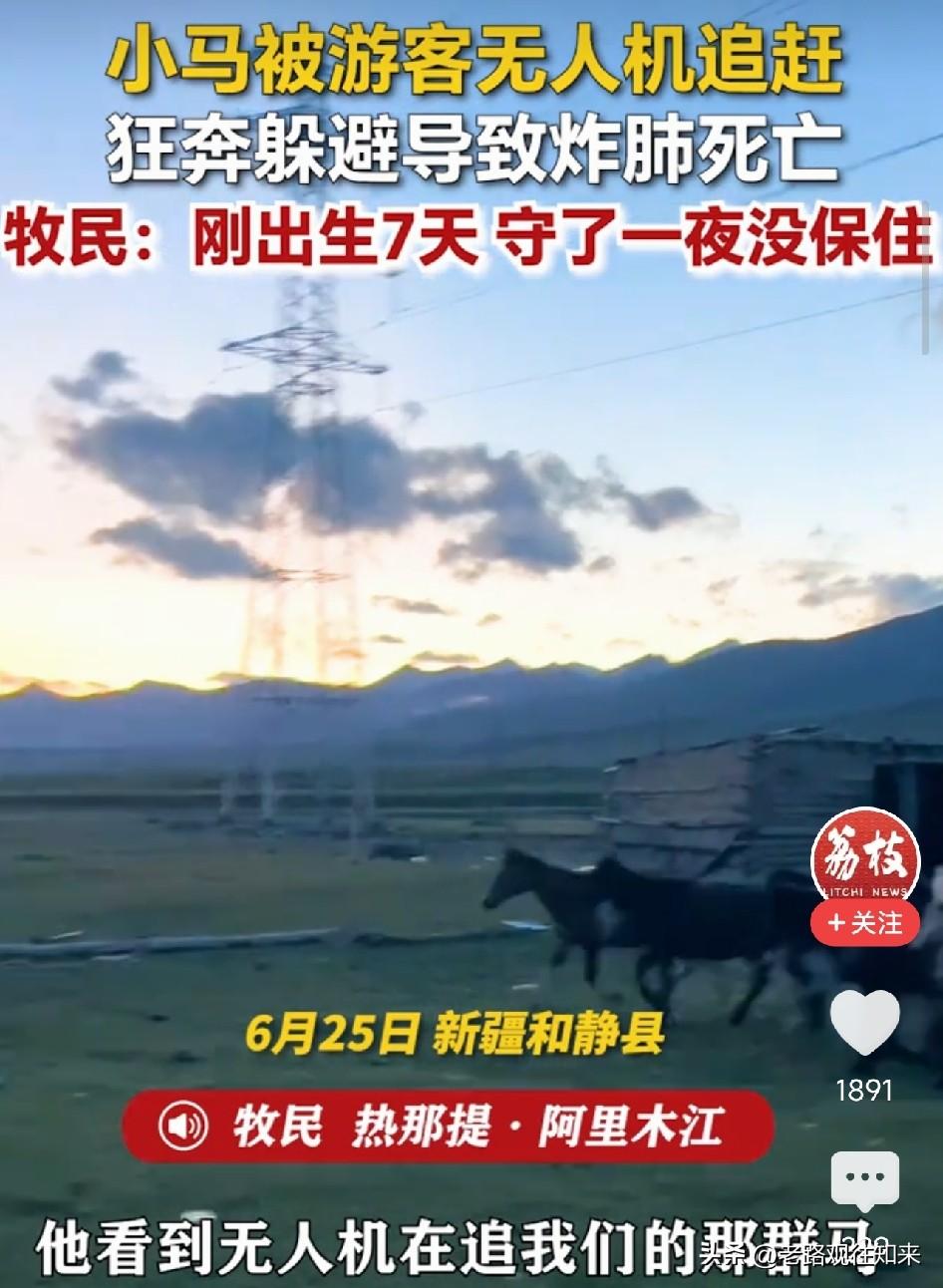 太心痛了！新疆，游客为拍视频用无人机低空追马群，刚出生7天的小马驹被追到炸肺，在