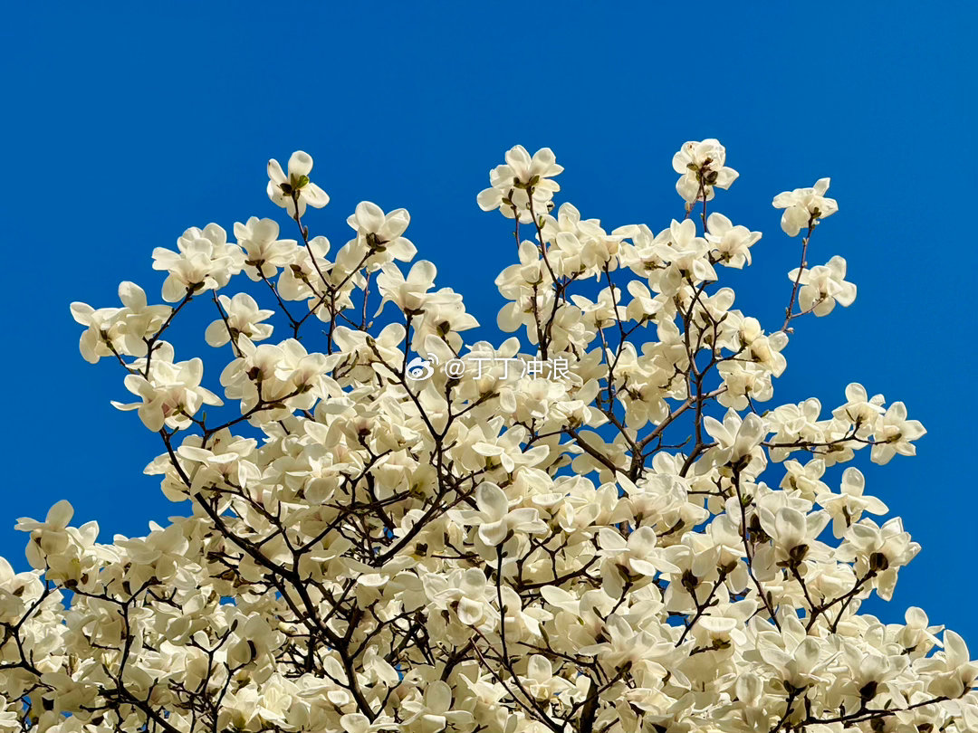 北京的春天，白玉兰花开清新淡雅纯洁高贵  摄影