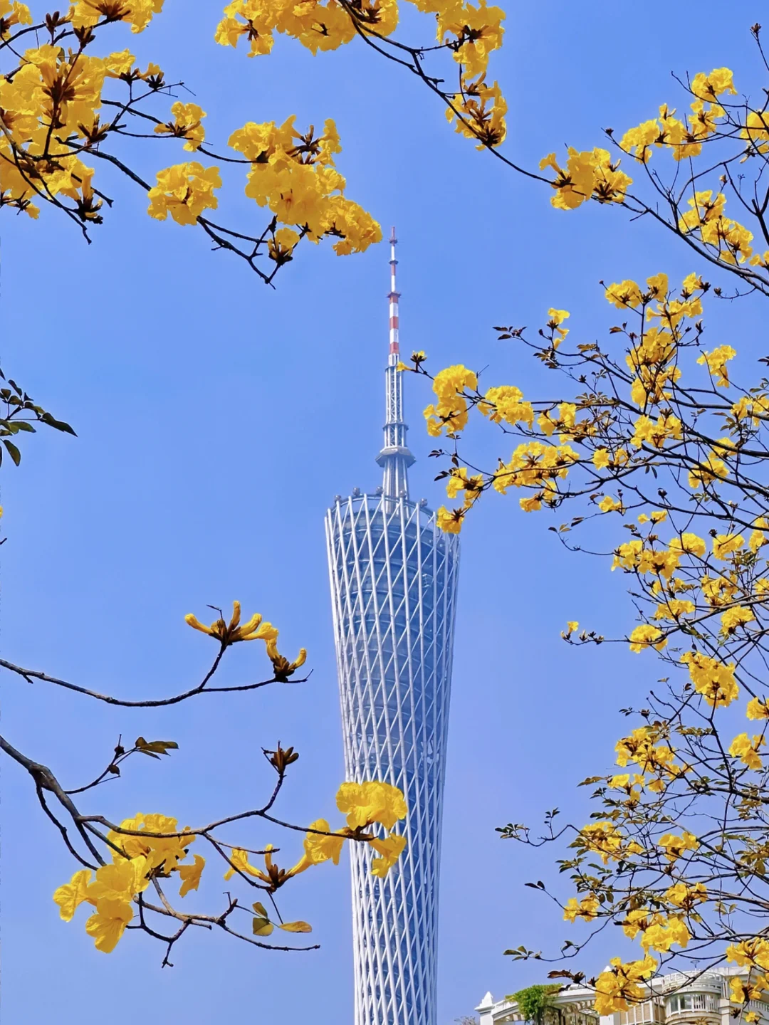 春天总要来一趟广州吧！满城鲜花真的好美🌸