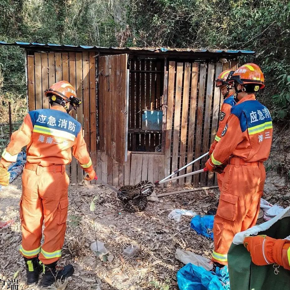 海南陵水公安局闯入绿色大蛇事件的报道，经过现场鉴定确认，这条大蛇是国家“三有”保
