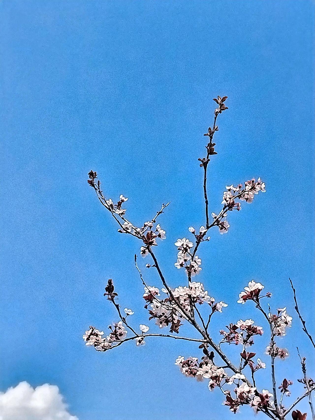 春风拂面花枝动，岁月静好景如诗。在这春风拂面的日子里，天空仿若一块广袤无垠的画布