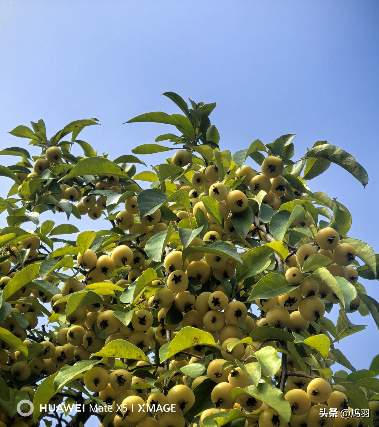 海棠果，亦称黄海棠果。昨日于南湖邂逅，随手拍了三张。
果子玲珑圆润，周身呈嫩黄色