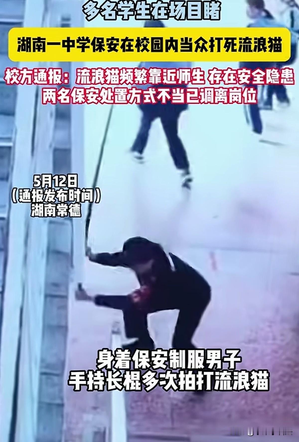 湖南常德，一所中学课间时分，很多学生在驻足闲谈，突然发现2名保安在堵截一只流浪猫
