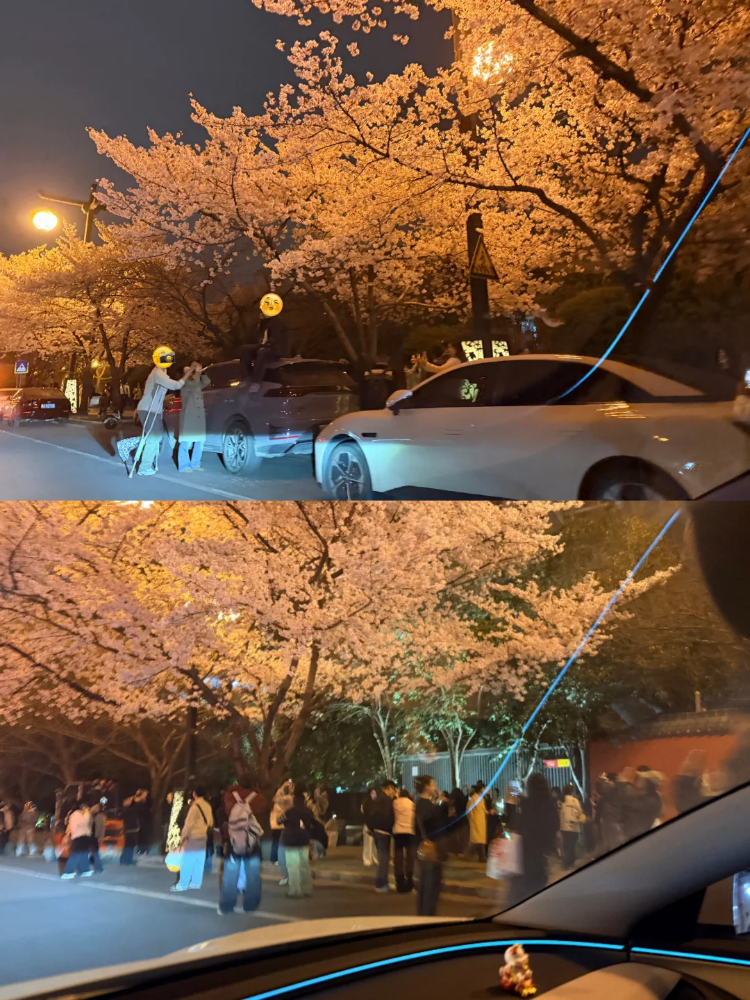西安樱花拍照的顶流