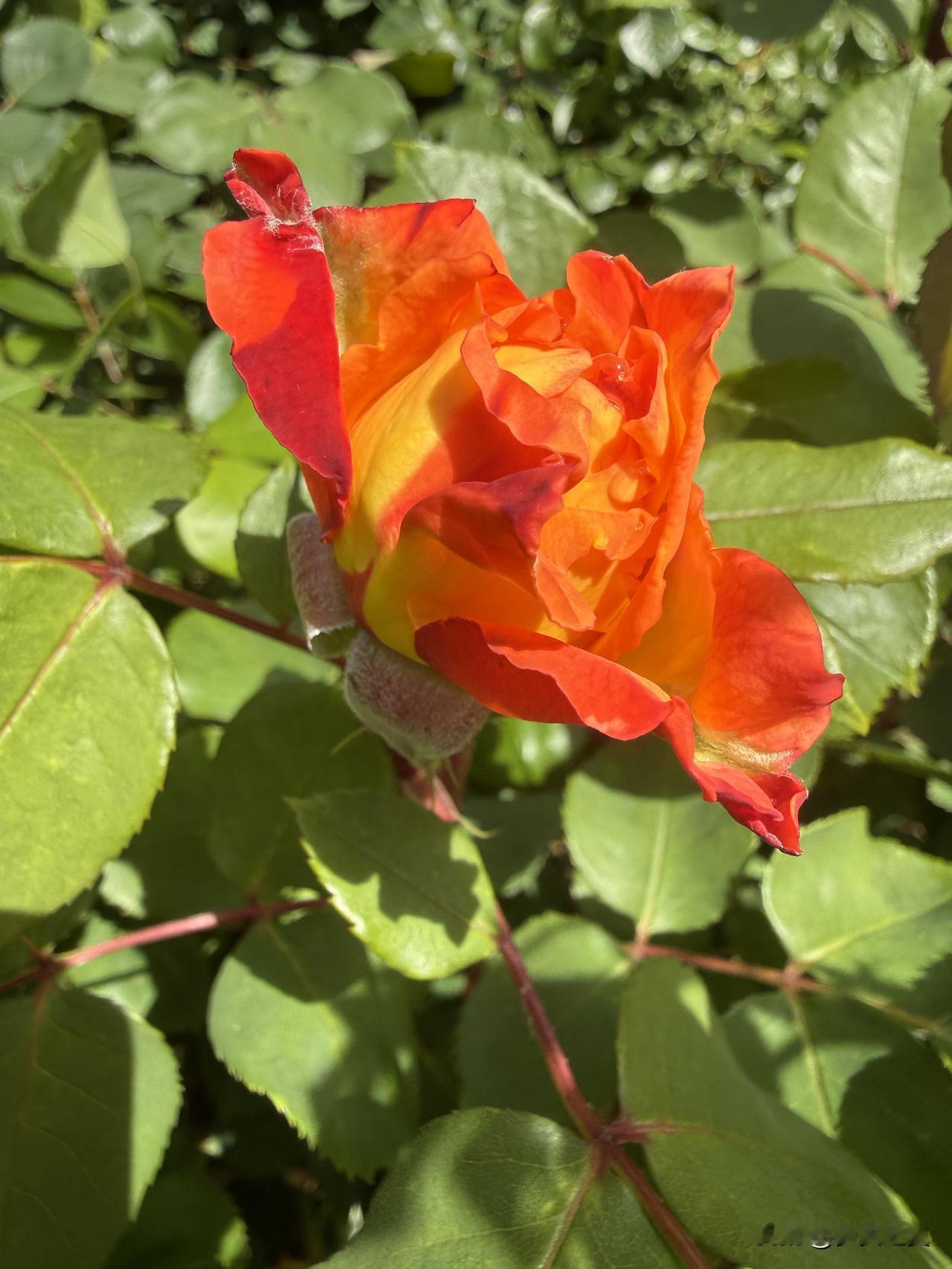 【小对联】
上：角色；
下：……？