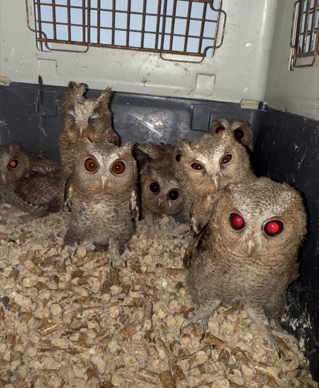 "夜猫子进宅，无事不来"这话真冤枉猫头鹰了！人家吃老鼠抓害虫，是纯纯农业小卫士。