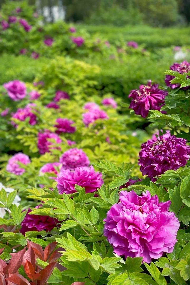 沁园春 · 公园赏牡丹

客聚如云，竞仰天香，漫品众芳。正霞凝锦幄，洛阳魏紫；风