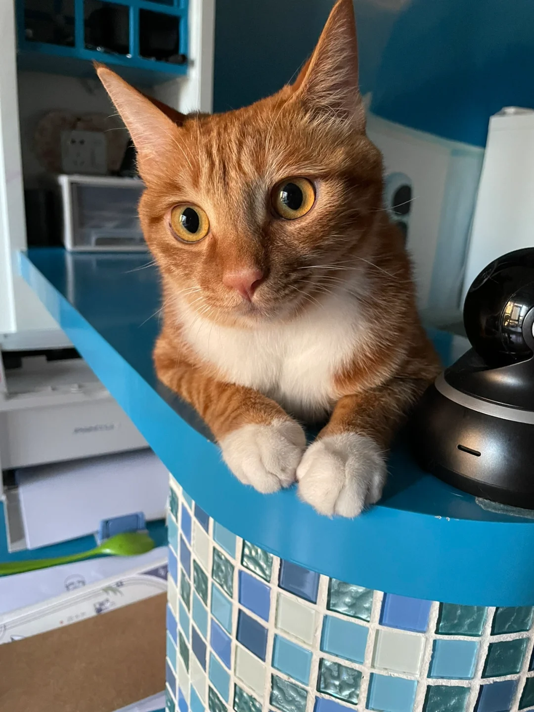 感动😭女儿中考，猫猫队立大功