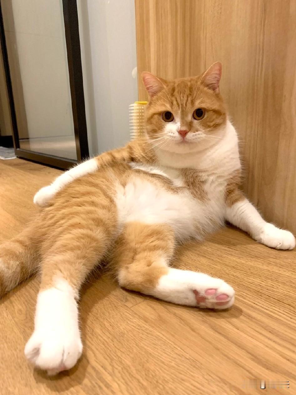 把厌猫老公熬成猫奴，还顺带救了流浪猫！别人送我一只大橘猫，刚到家时，它和我老公堪