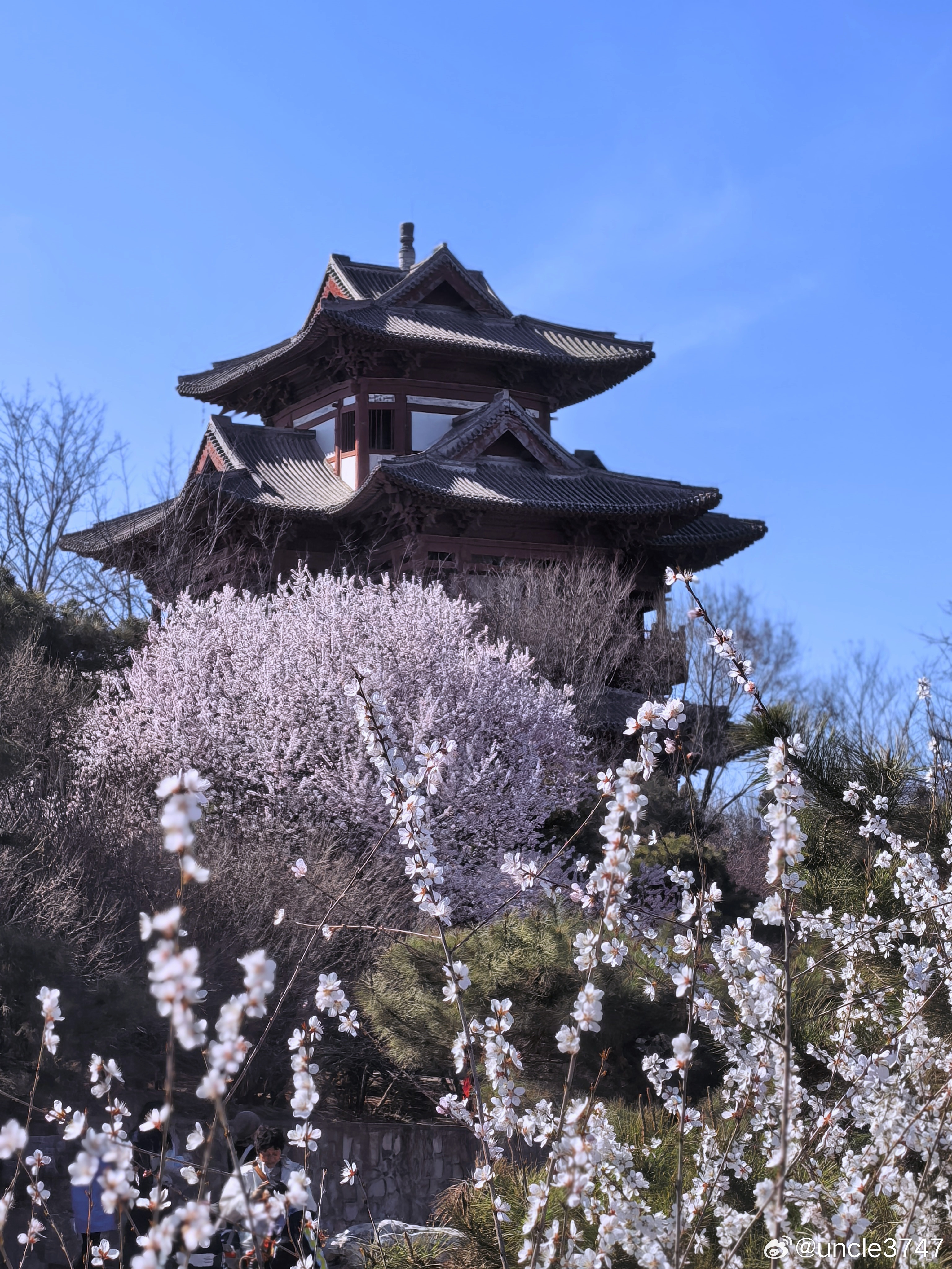 飞檐挑破三月霞，塔影斜分几树花。一阁文章承雨露，满园春色绣京华…园博园的春天如梦