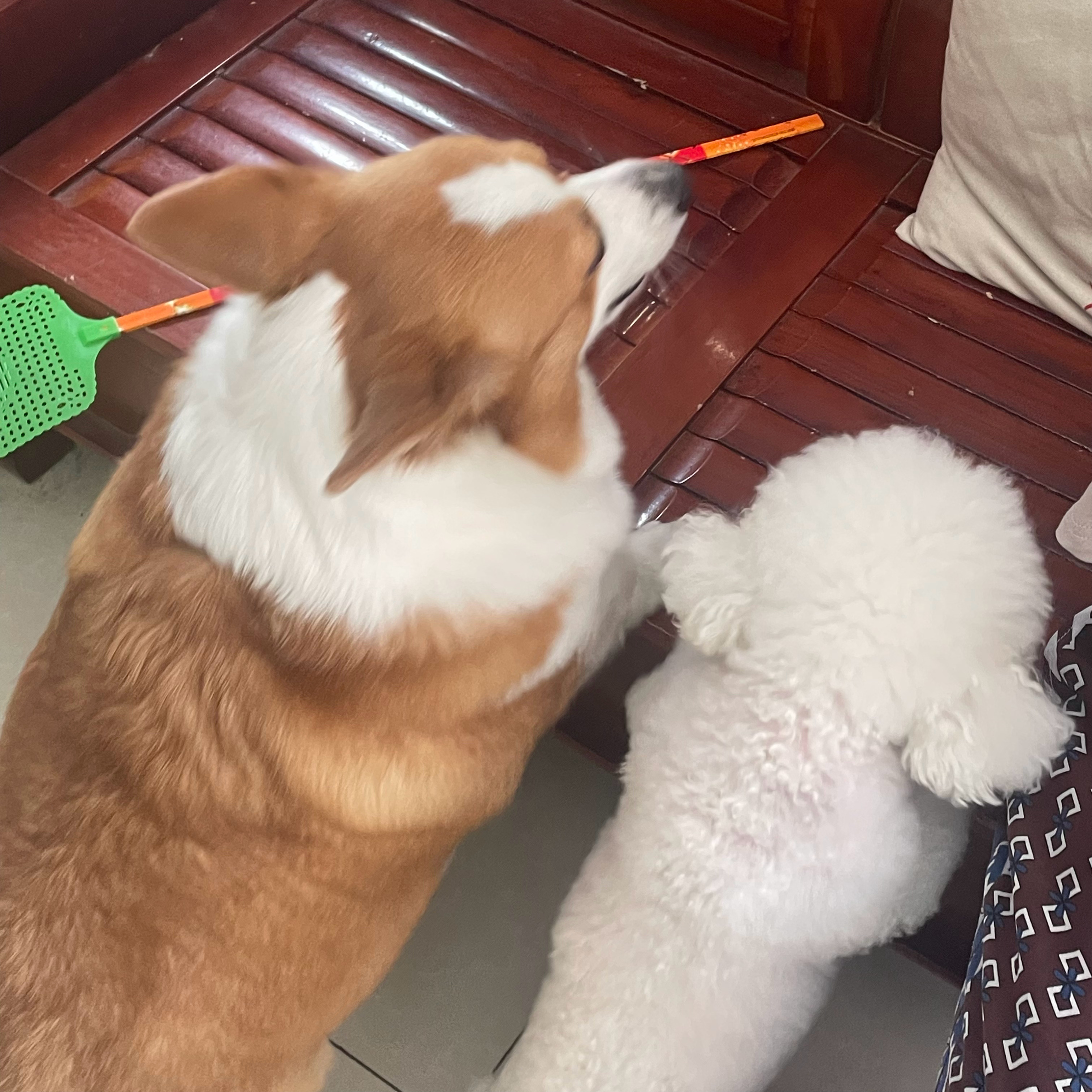 又要去洗澡澡了🛀这俩小狗每次洗澡都要叫半天
