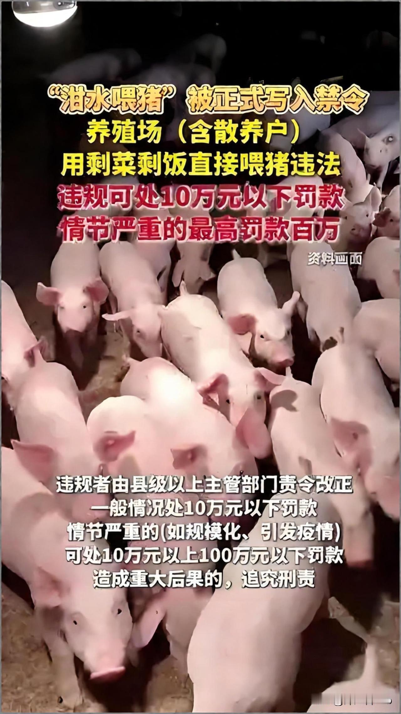 “泔水喂猪禁令”是哪个专家提出来的？？真相让人万万想不到。

看到这种有点搞笑的