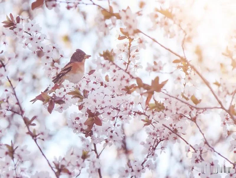 我超爱贺知章的《咏柳》：“碧玉妆成一树高，万条垂下绿丝绦。不知细叶谁裁出，二月春