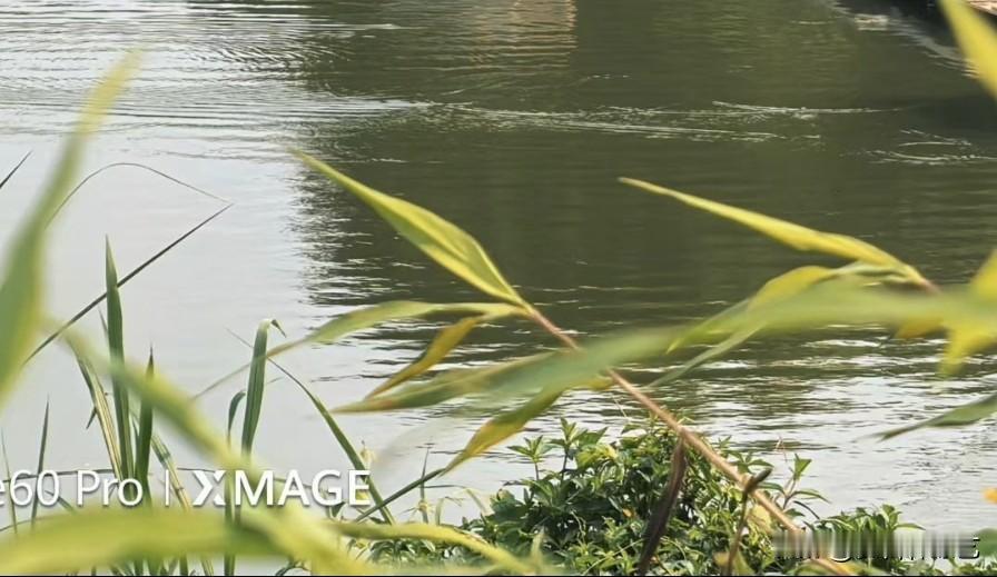 今年春天最想实现的心愿水波轻晃着碎光，岸边的叶梢泛着浅黄，风掠过的时候，连草茎都