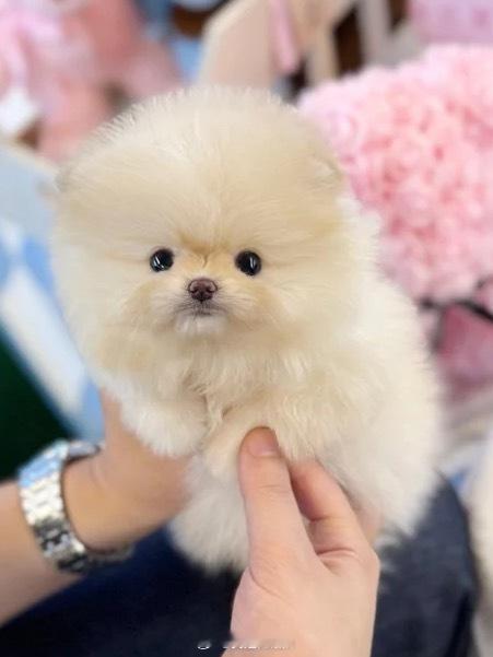 我宣布我的小狗叫pumi！ ​​​