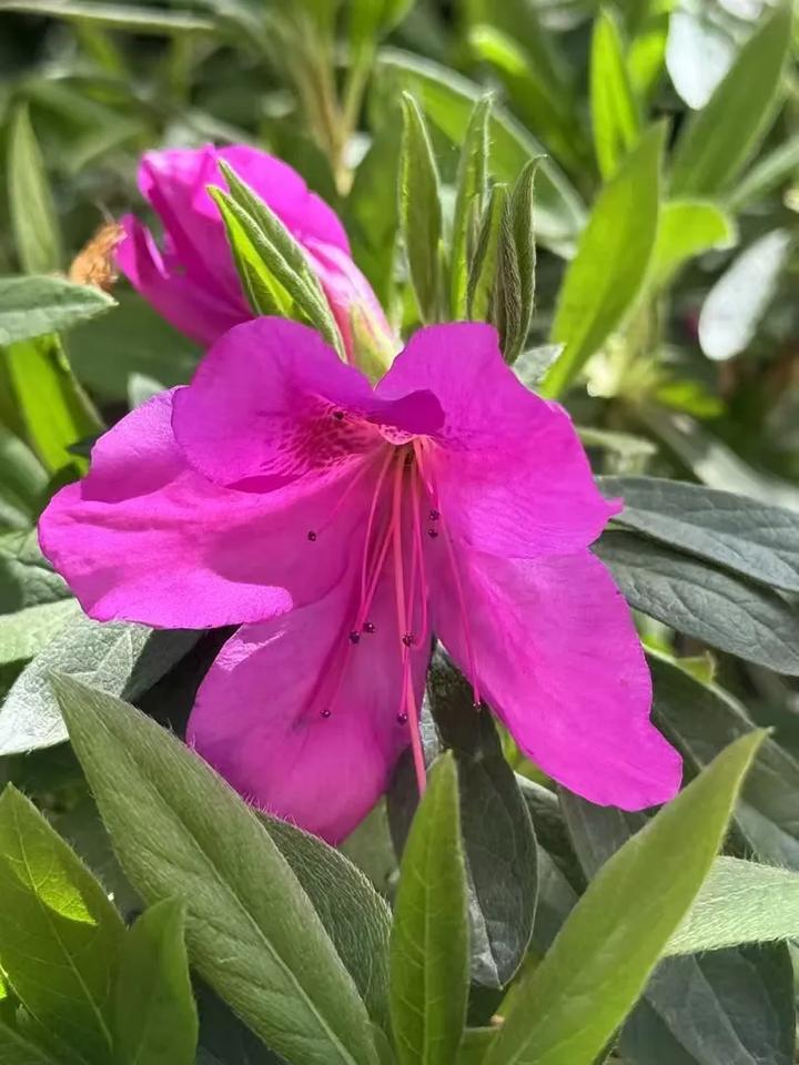 诗词打卡
04田园乐七首·其六
王维
桃红复含宿雨，柳绿更带朝烟。
花落家童未扫