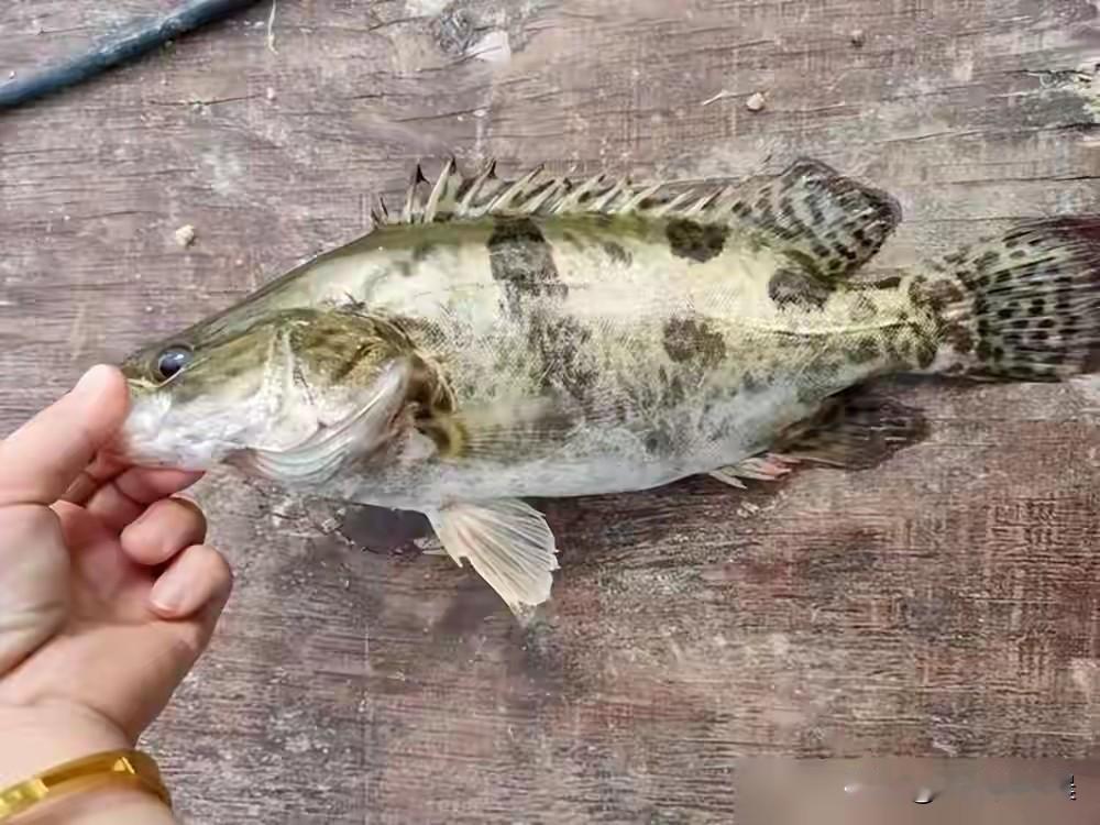 媳妇怀孕最近胃口不好
问她想吃什么，说也没啥特别想吃的
想吃清淡的，就吃鱼吧
之
