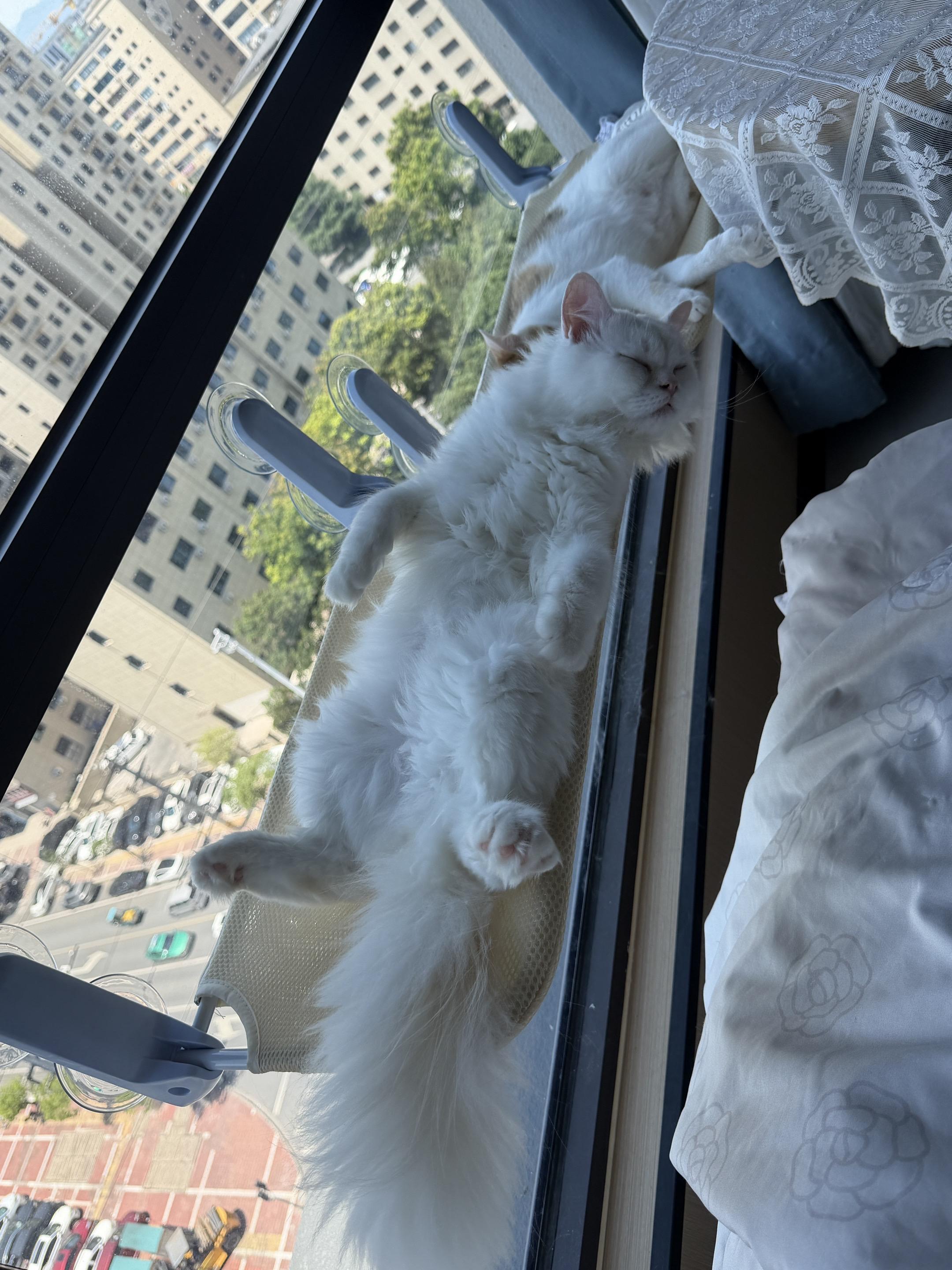 窗外小猫咪 窗外的宠物世界 猫猫的世界 窗户边的猫