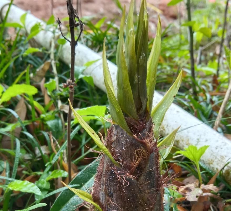 一位网友说:乡镇卫生院副主任医师还不如三家医院的住院医生！大家怎么看？

农村长