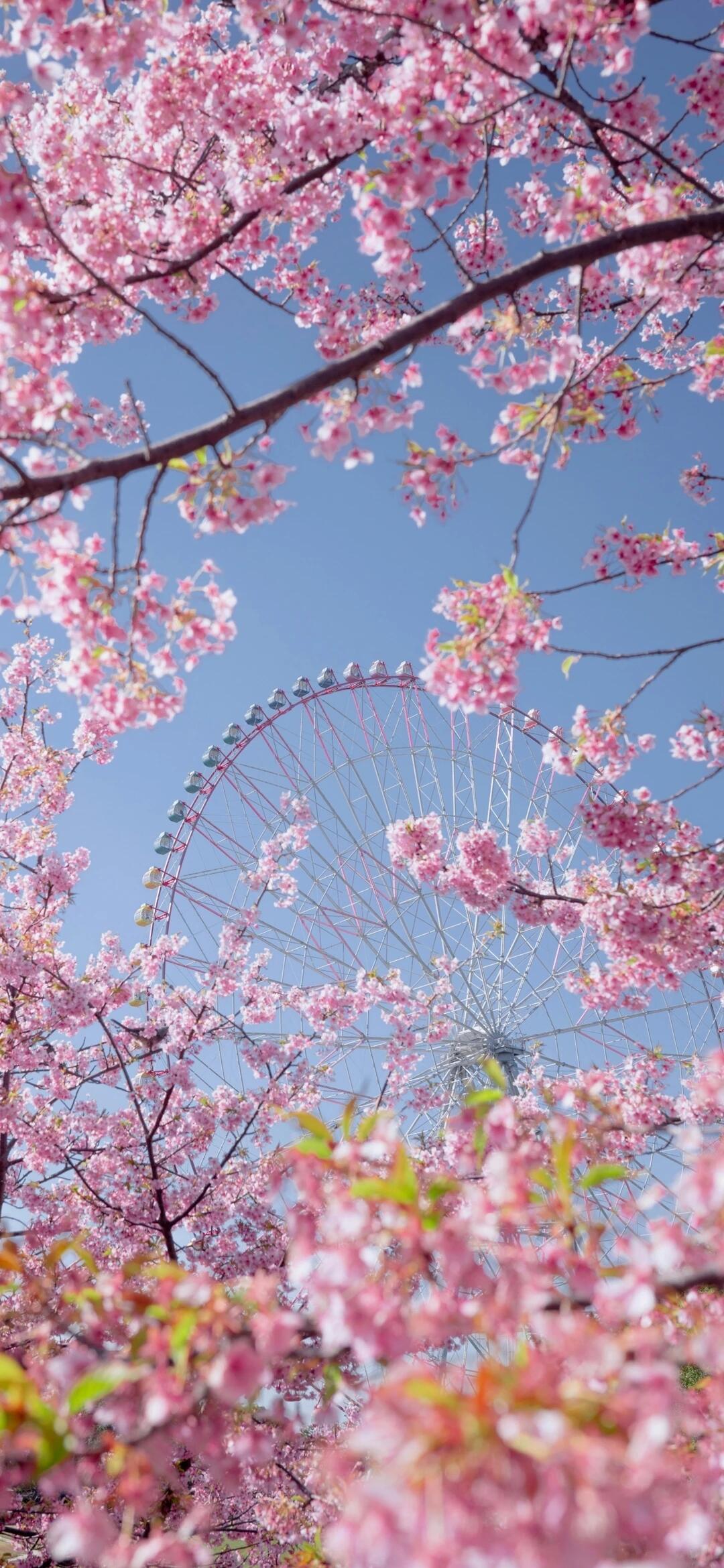 手机壁纸 | 治愈鲜花，美到窒息！ 𝐒𝐡𝐚𝐫𝐞｜萌萌哒韩系壁纸套图壁纸