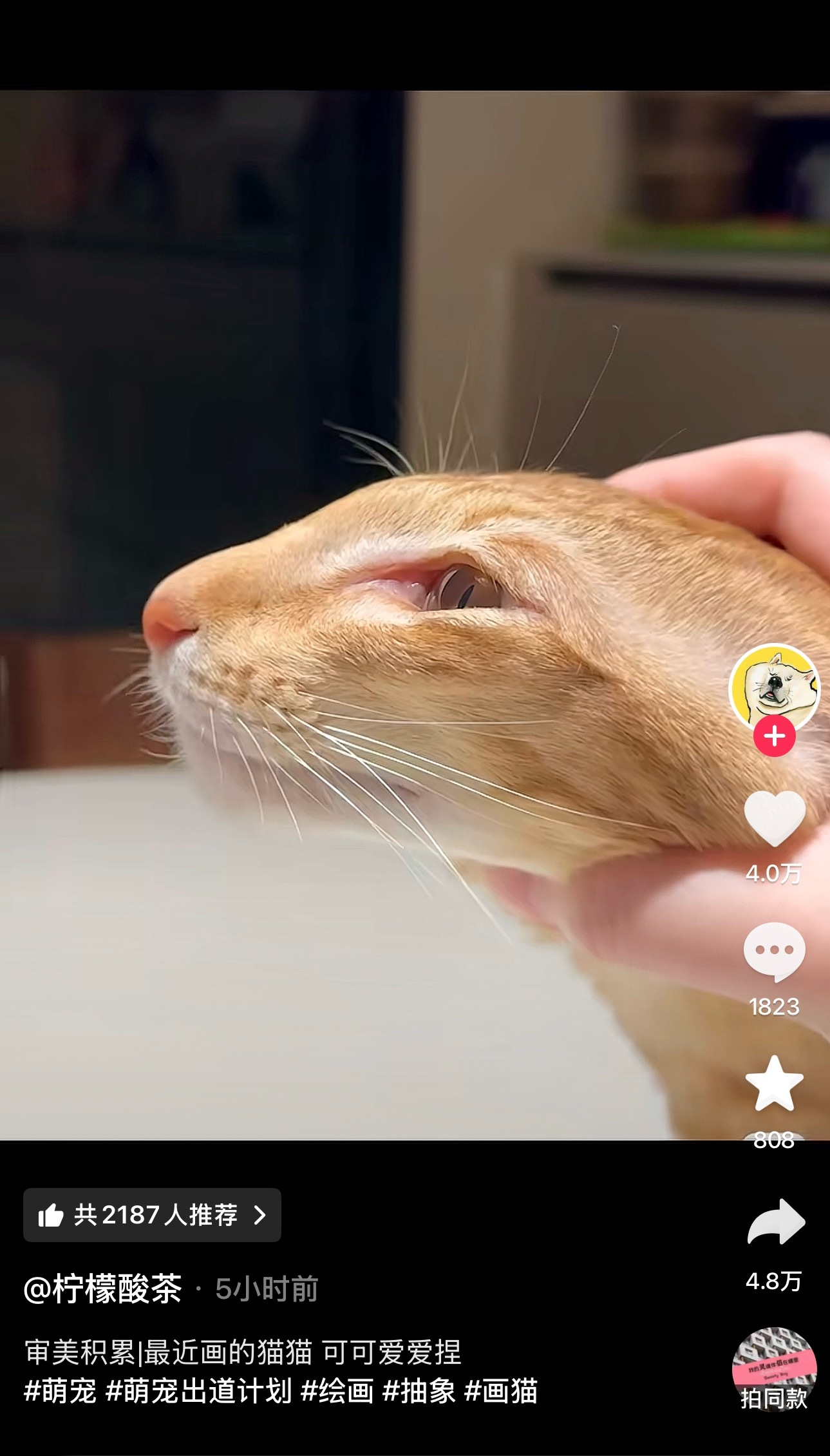 德德猫猫蛇 