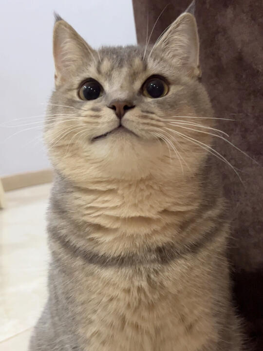 小猫微笑能有什么坏心思？...