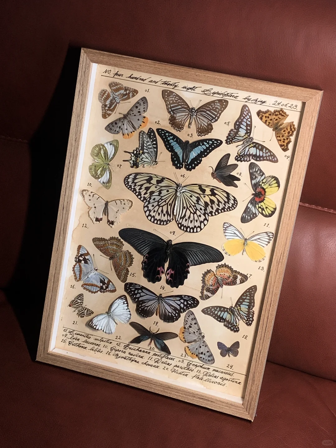 收到了蝴蝶标本图鉴的返图