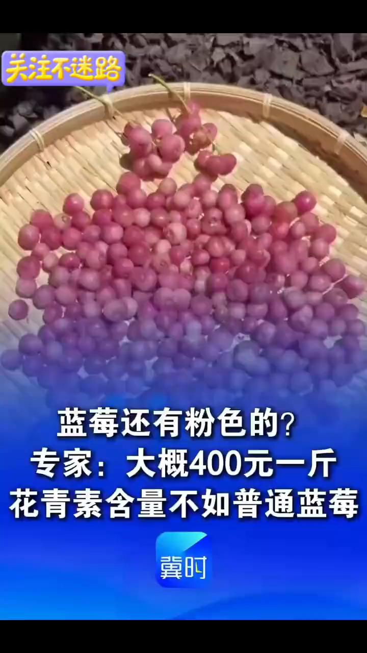 蓝莓还有粉色的？专家：大概400元一斤，花青素含量不如普通蓝莓。
四川农科院经作