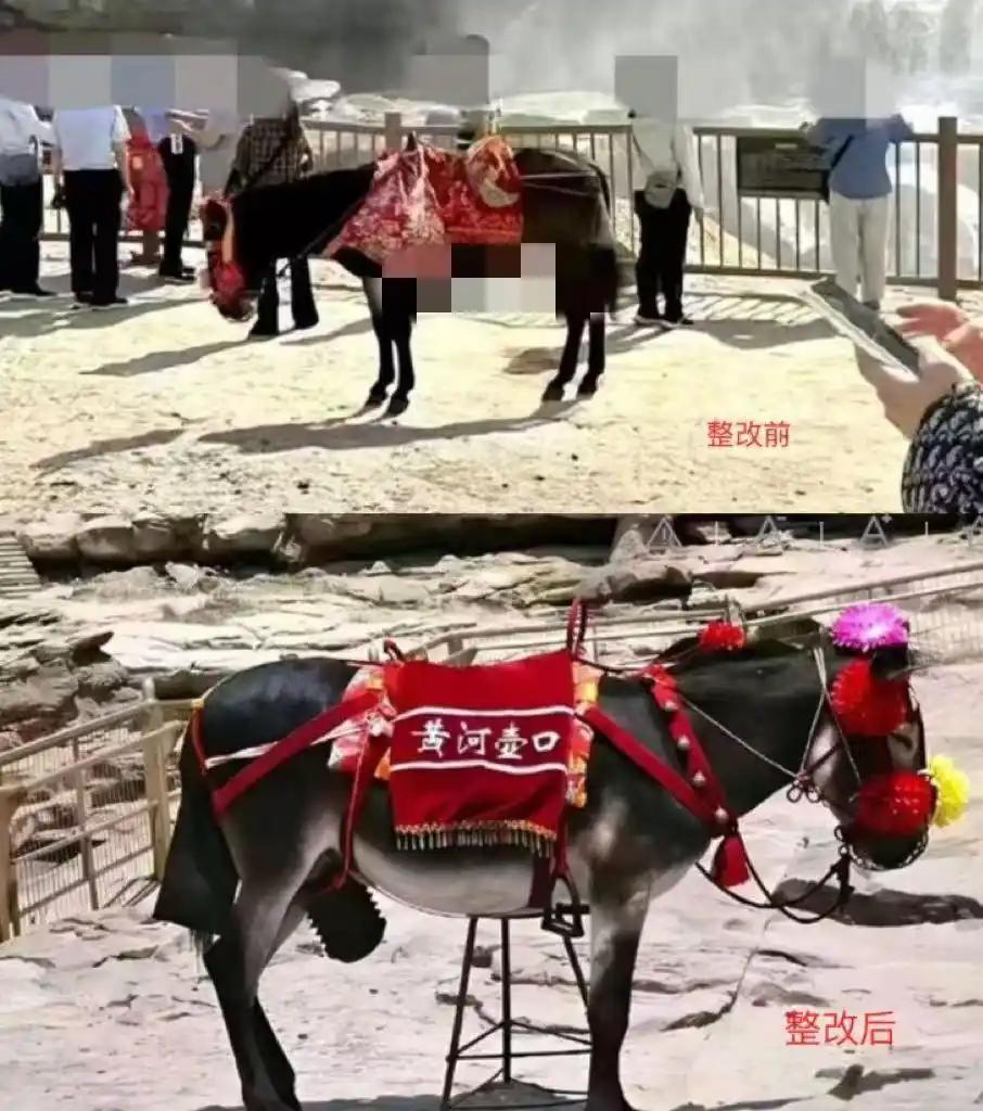 驴子の咆哮体控诉：
整改前：额披块花布就算上班！
整改后：头戴七彩杀马特，身披「