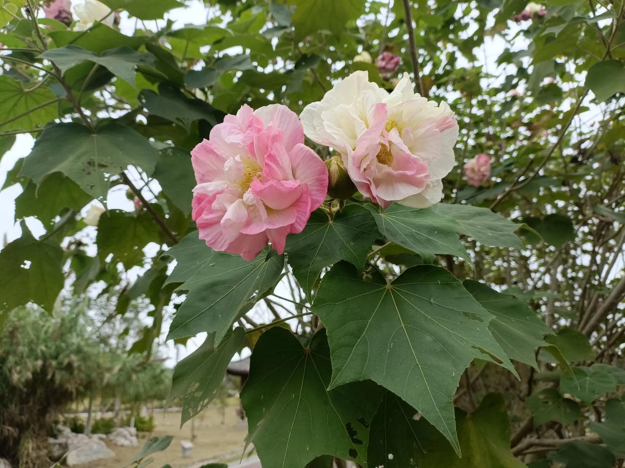芙蓉溪的芙蓉花开了！芙蓉溪因两岸自古以来多芙蓉花而得名。溪流源自江油，于游仙境内