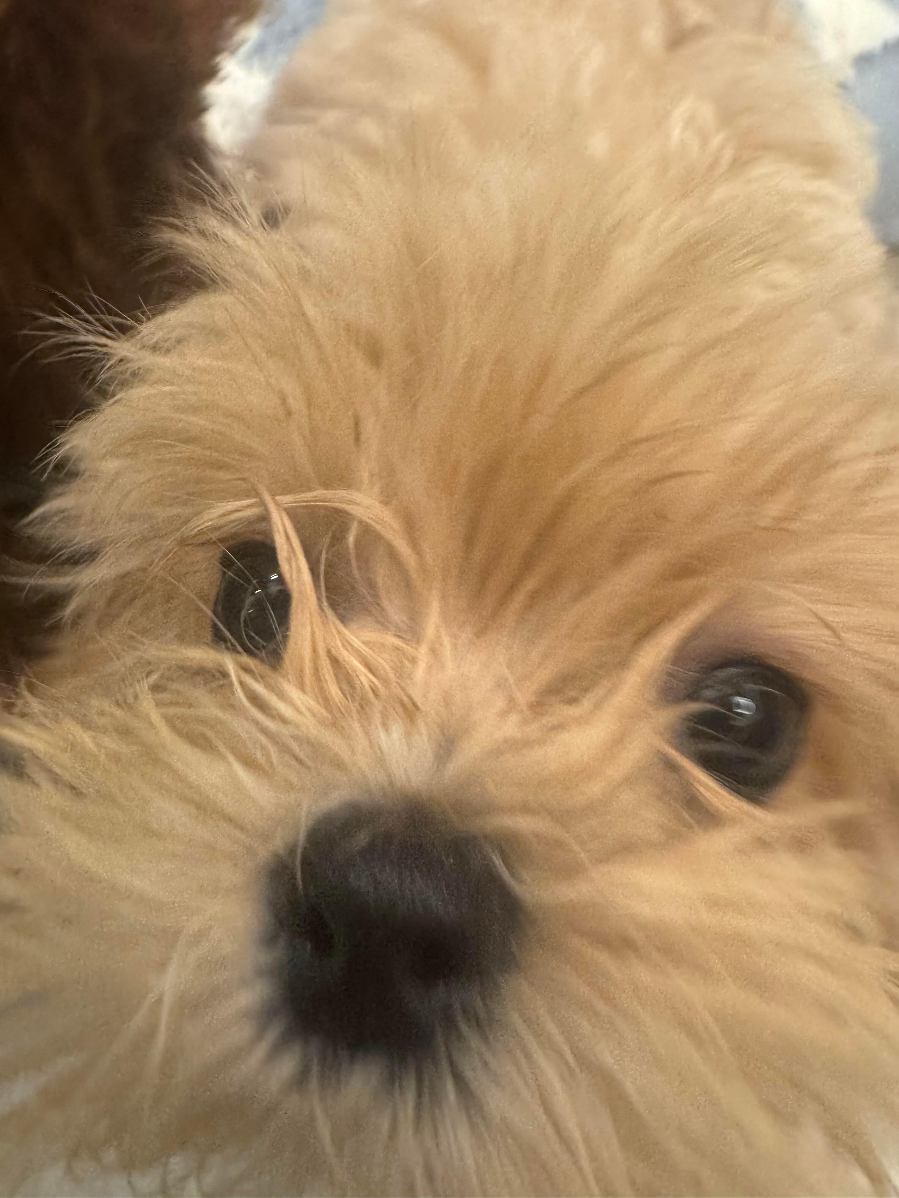 奶茶妹妹终于来啦