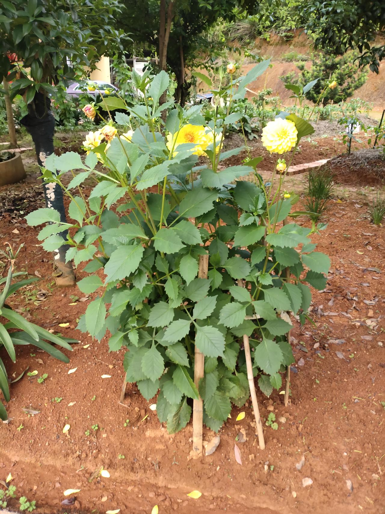 我种了很多菊花，菊花开放时，勾住了很多人的脚步。
我精心管理着菊花，给它除草，松