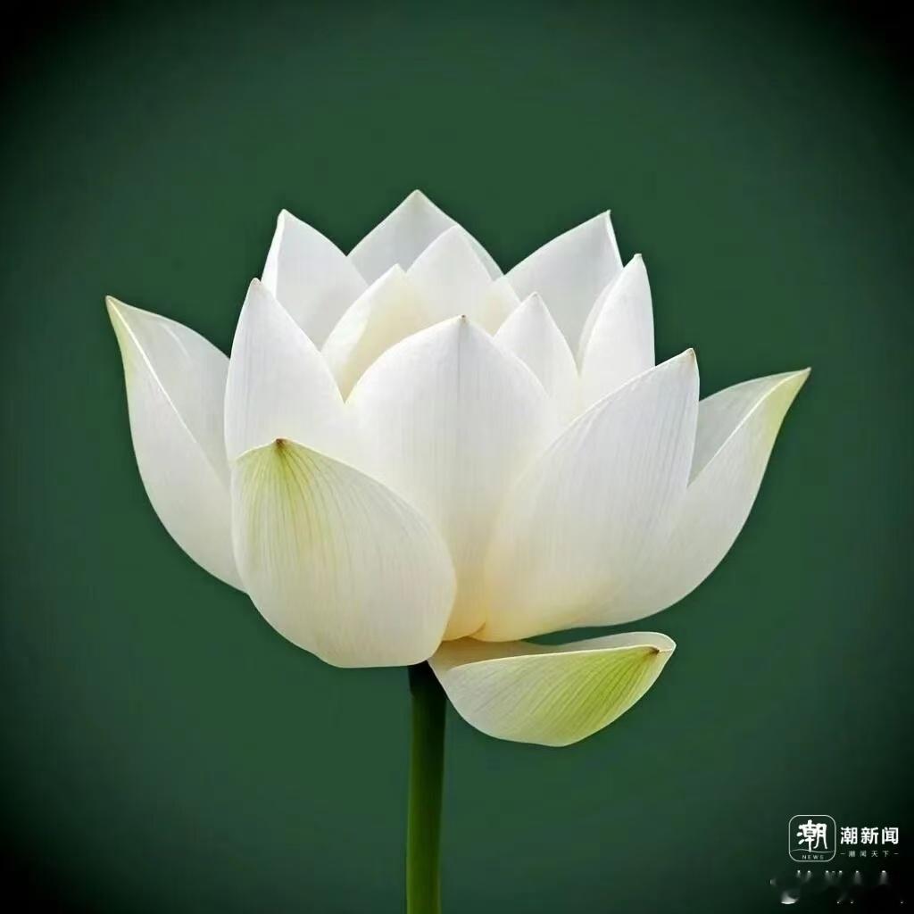 行行摄摄荷花仙子图鉴 出淤泥而不染，是骨子里的清白；濯清涟而不妖，是骨子里的淡然