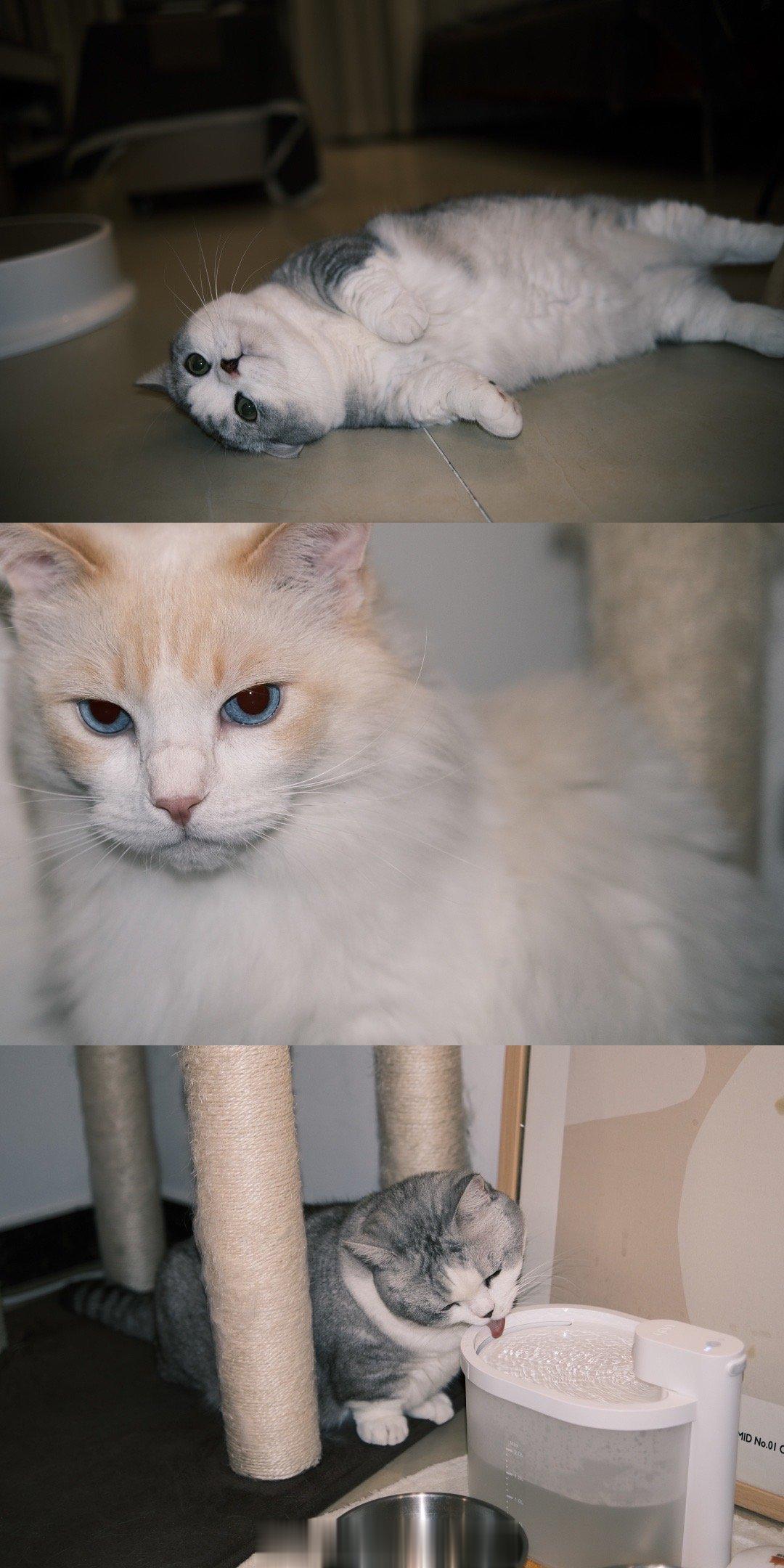 三年前那两只天天去医院打针的小猫在健康长大啦 ​​​