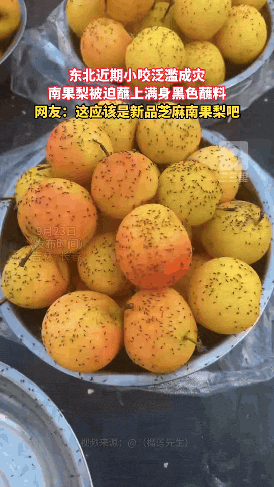 东北近期小咬泛滥成灾，吉林长春的南果梨，身上密密麻麻沾满小飞虫。
远远看上去，就