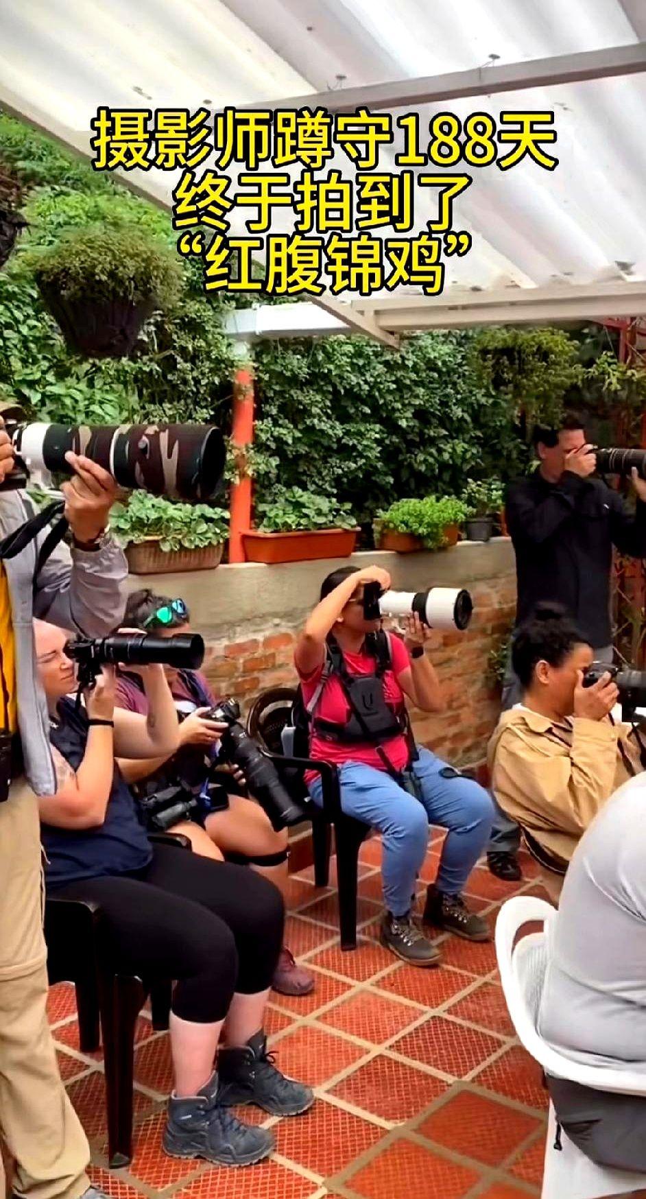 拍一个红腹锦鸡还要等188天？你是太不了了解中国人保护生态的决心和能力了！

山