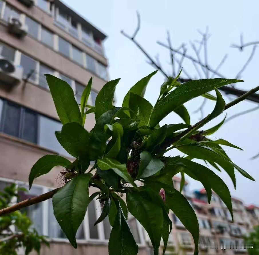 桃树长出了嫩枝，叶多桃嘴也不少，把叶和嫩枝给剪了，不知是否影桃果的生长和发育。[