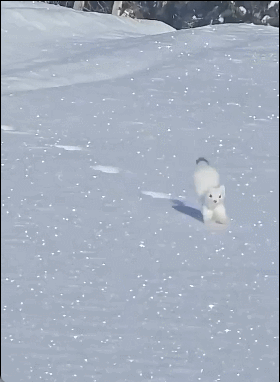 可爱又凶残 ​​​