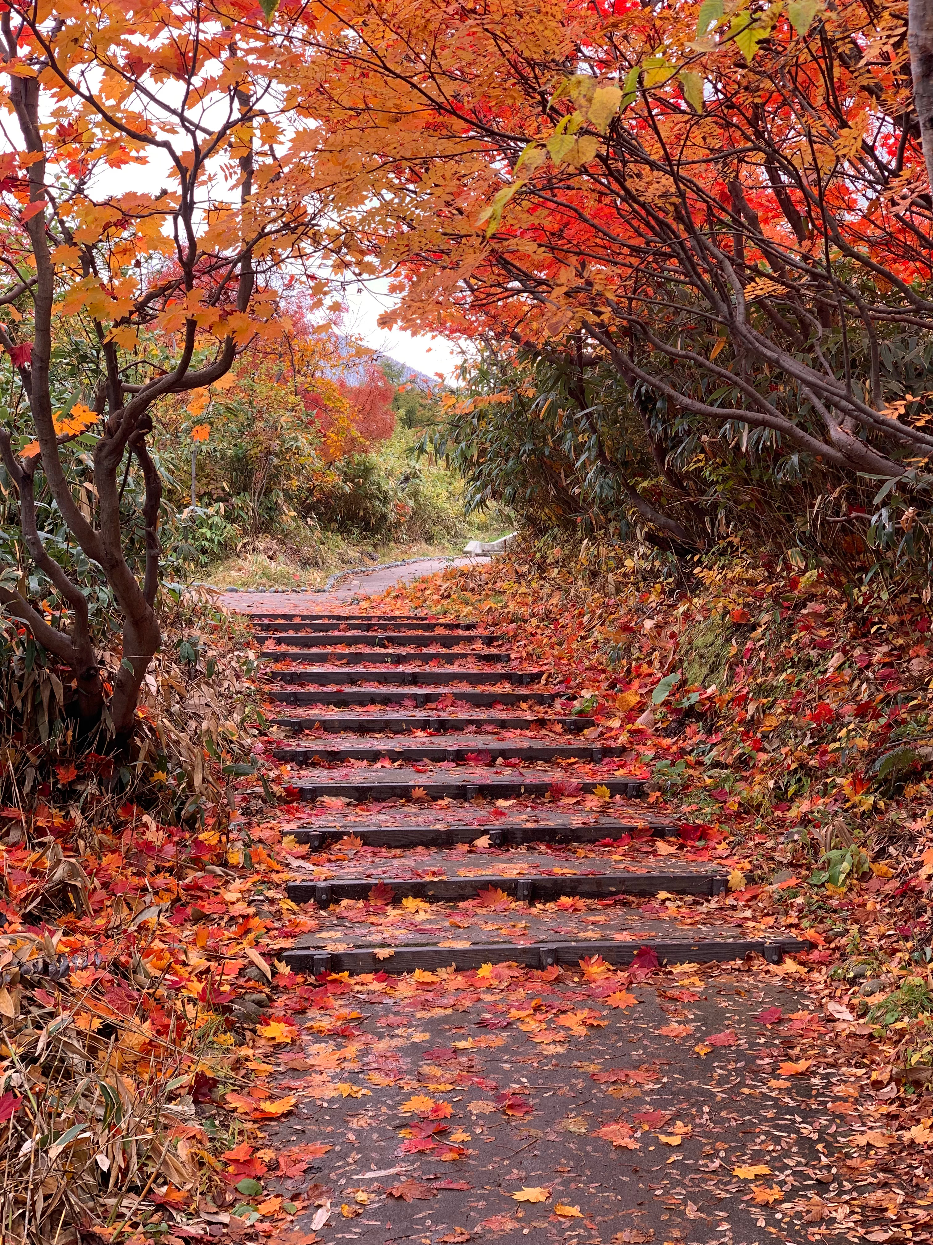 🍎青森の秋🍂🍁🐿从来都没这么具像化的感受过秋天！！！ 还看到了渐变的四季