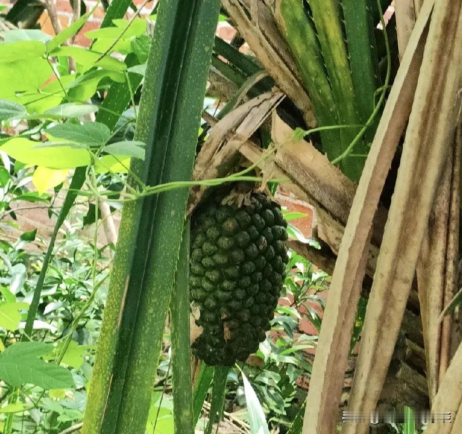 野菠萝——丛林里的刺头宝贝

在热带雨林里，有种水果叫野菠萝，长得像个带刺的小坦