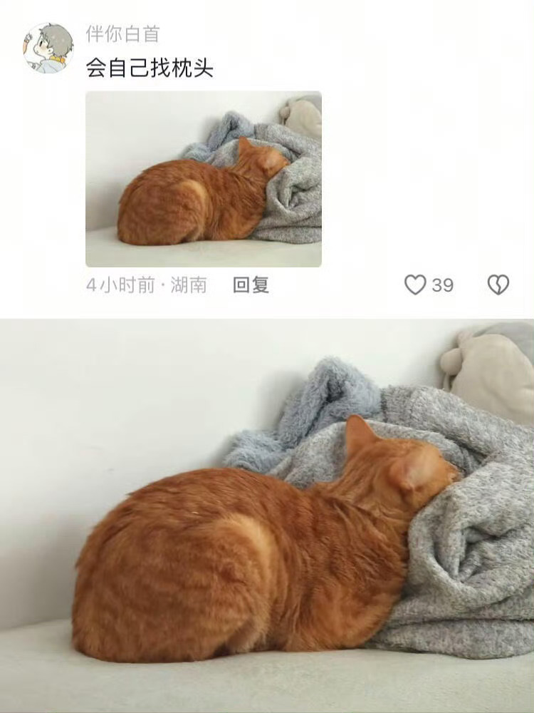真想让小猫替我去上班。假日先疯派春日放个疯 ​​​