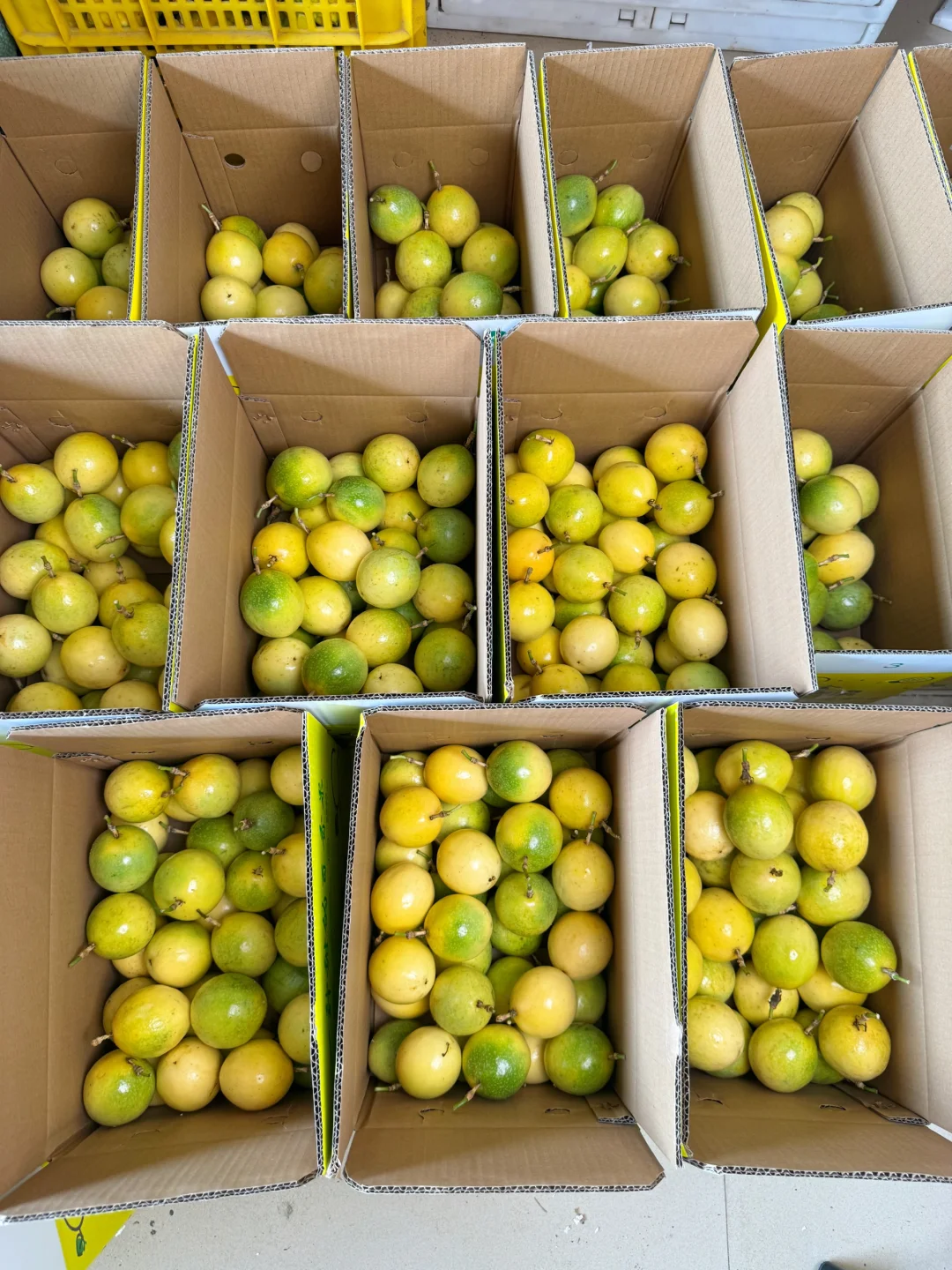 真的不敢过分宣传，每年一上架就爆单…