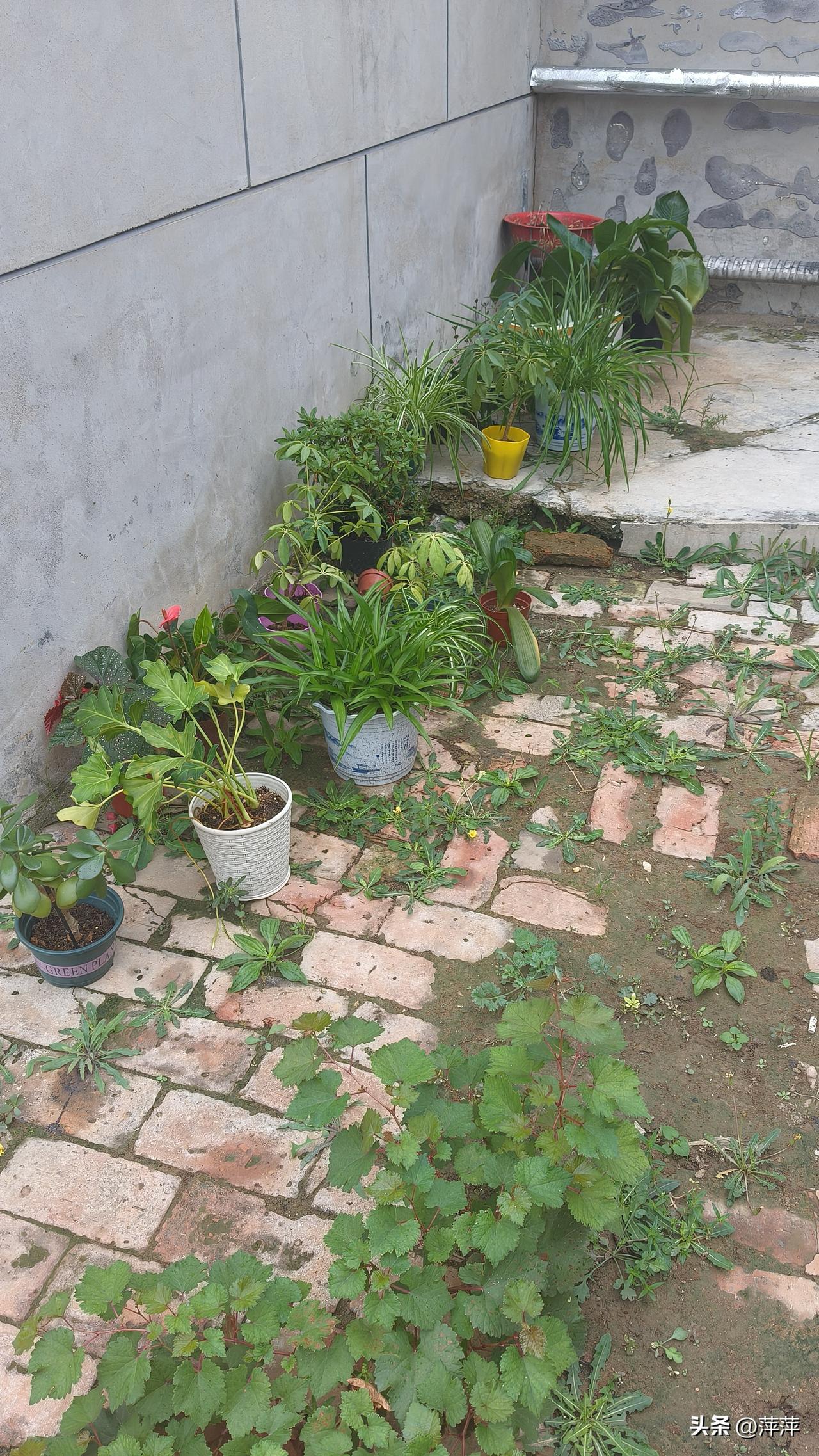 天南地北大拜年我的小花园，，出了颗葡萄树。明年就可以长葡萄吃了。