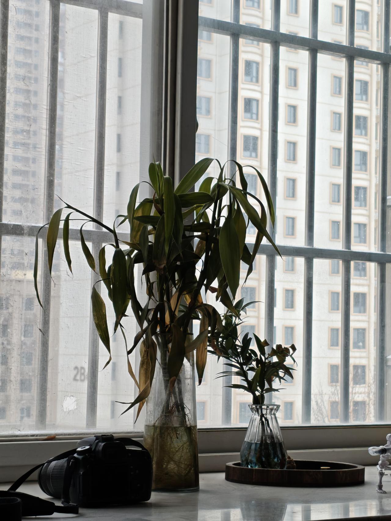 我的窗台上的绿植，终究还是被这天气给“冻傻”了，直接原地躺平，彻底摆烂了。